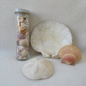 Assorted Seashells